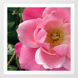 Elegant Pink Rose Macro Fine Art Photo Art Print