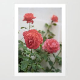 Vintage red rose art print - Floral summer in France Street and Travel photography Art Print