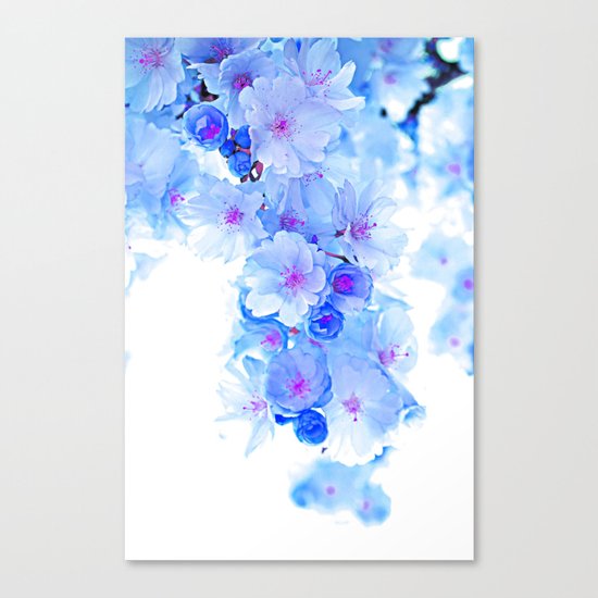 Cherry Blossom.Blue Canvas Print