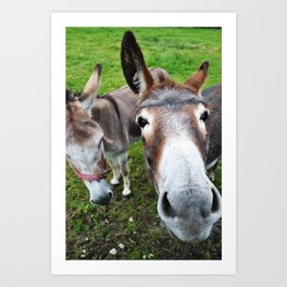 Donkeys Art Print