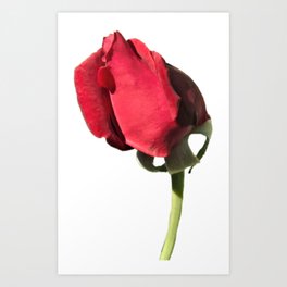 Rosebuds are Red Art Print