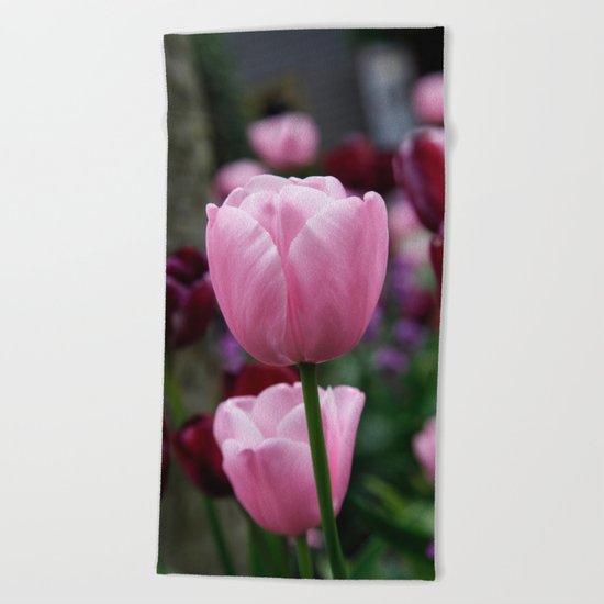 Tulips on Pink Beach Towel