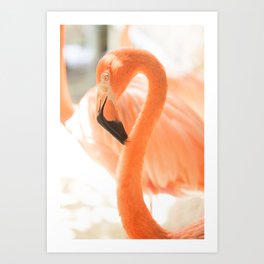 Curadise Flamingo #1 #flamingo #wall #art #society6 Art Print