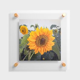 Sunflowers garden with honey bee Floating Acrylic Print