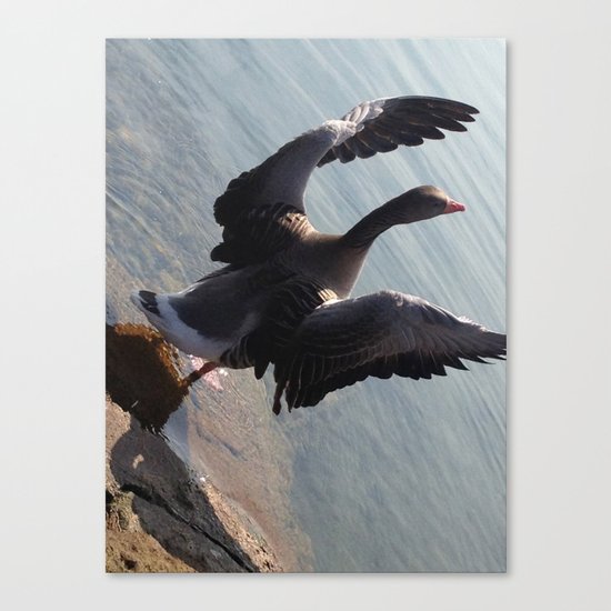 Free again #1 - Goose spreading it's wings Canvas Print