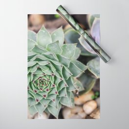 Mexico Photography - Common Houseleek In A Mexican Garden Wrapping Paper
