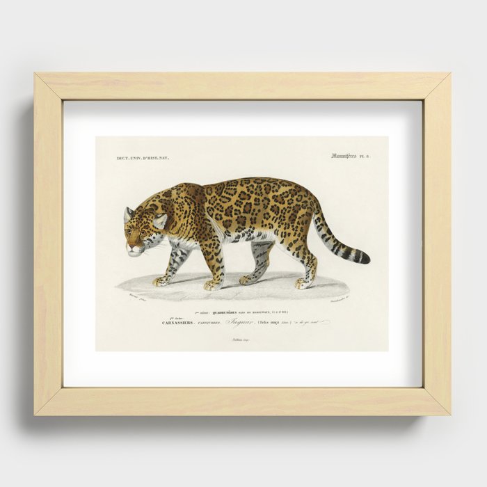 Jaguar (Panthera Onca) illustrated by Charles Dessalines D' Orbigny (1806-1876). Recessed Framed Print