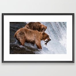 Brown Bear Catching Fish - Alaska Framed Art Print