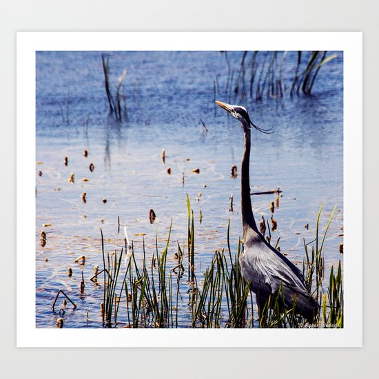 Great Blue Heron In The Florida Wetlands Art Print