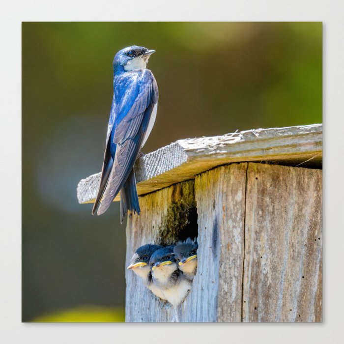 Swallow Family on a Box Nest - square image Canvas Print