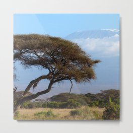 South Africa Photography - A Dry Acacias Tree In The How Savannah Metal Print