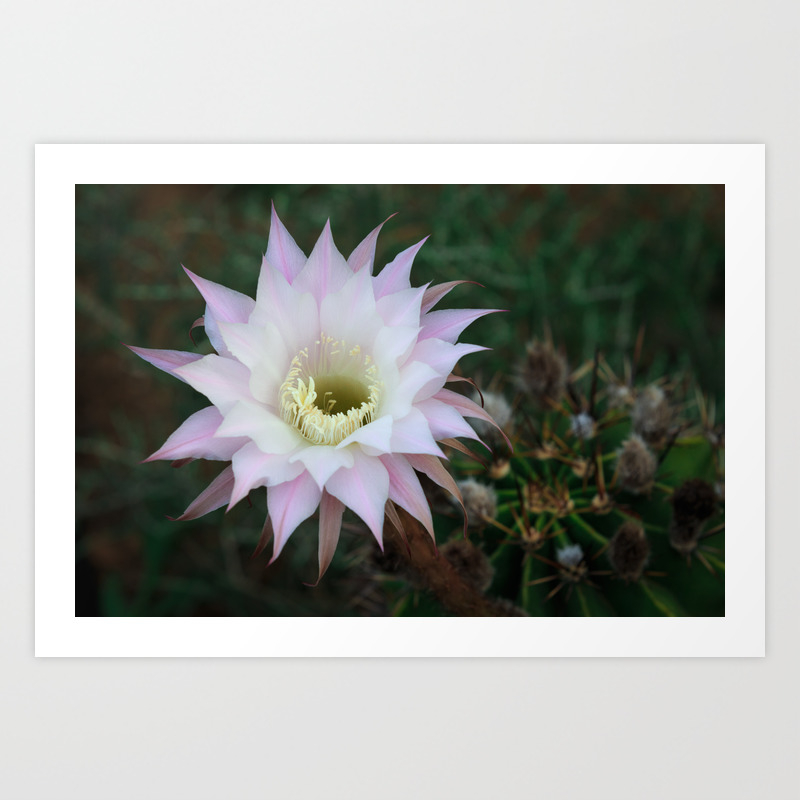 cactus flower painting