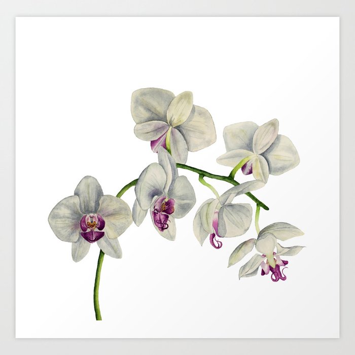 Orchid Watercolor Painting Art Print By Namibear Society6