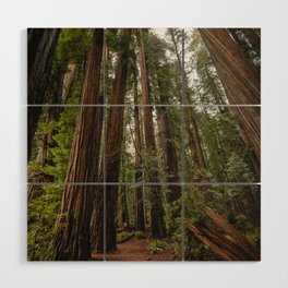 Redwood Forest Adventure VII - Nature Photography Wood Wall Art