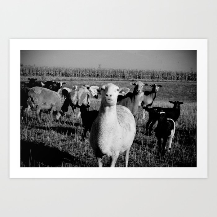 Lambs (bw) Art Print