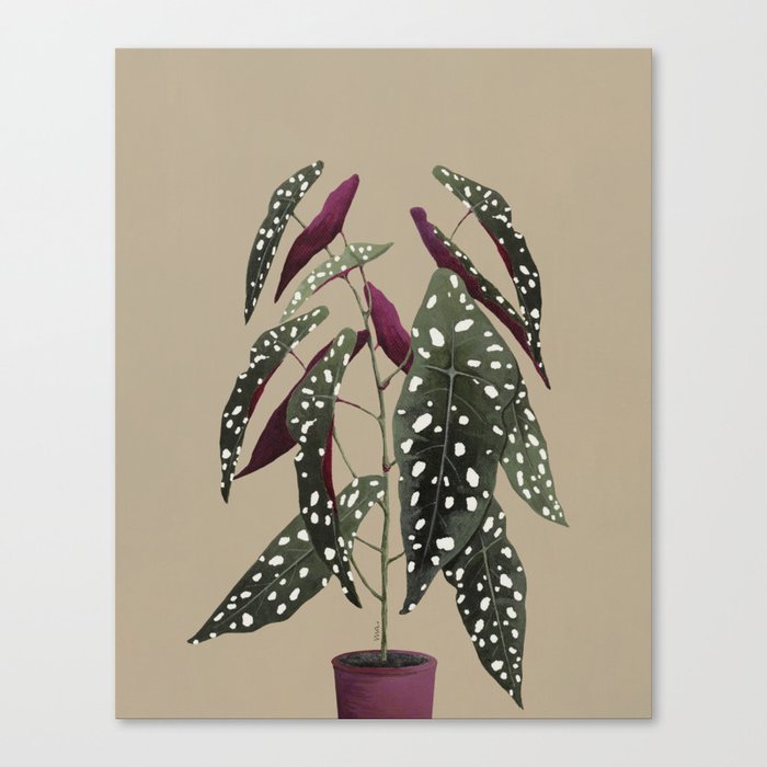 Begonia - Bege Canvas Print