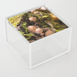 Mushroom Family Acrylic Box