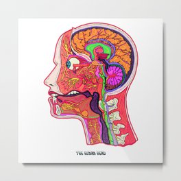 Anatomical Human Head - White Background Metal Print