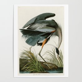 Great blue Heron - John James Audubon's Birds of America Print Poster