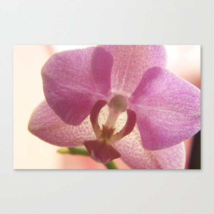 orchid sunrise Canvas Print