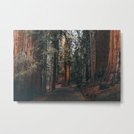 Walking Sequoia Metal Print