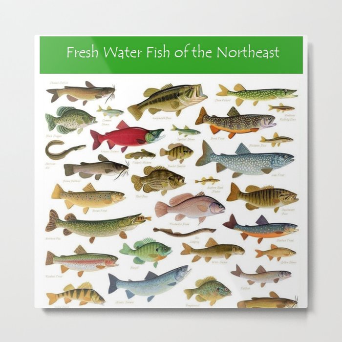 Illustrated Northeast Game Fish Identification Chart Metal Print