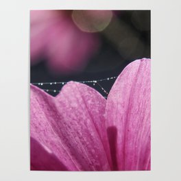 Petals by Denise Dietrich  Poster