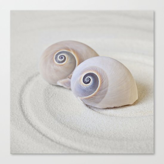 Zen Shell Harmony Still Life Canvas Print