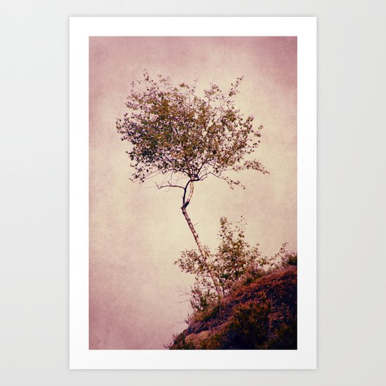 betulla Art Print