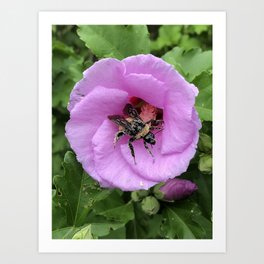 Rose of Sharon Bee covered in Pollen Purple Pink Photo Art Print