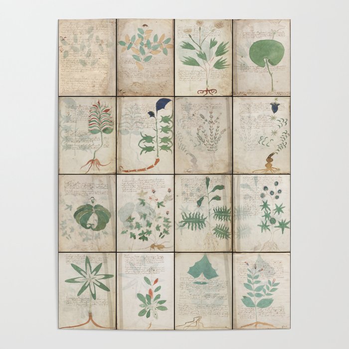 The Voynich Manuscript Quire 1 - Natural Poster