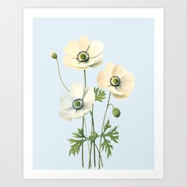 Anemones Flowers Art Print