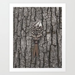 brown creeper on oak bark Art Print | Beaksandfeathers, Colored Pencil, White, Nature, Usabirds, Illustration, Whimsical, Treetrunk, Digitalcollage, Sepiabrown 