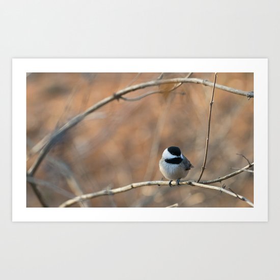 Black Capped Chickadee Art Print