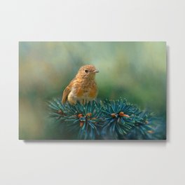 Young Robin on Pine Tree Metal Print | Cute, Plumage, Leaves, Green, Ornithology, Bird, Erithacusrubecula, Feathers, European, Nature 
