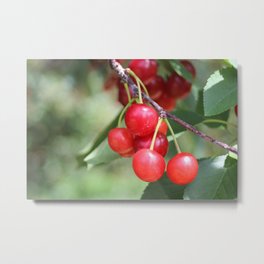 Red Cherries From Traverse City Metal Print