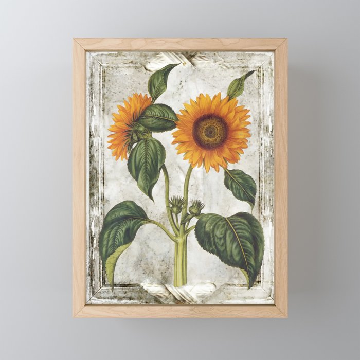 Vintage sunflower grunge style 2 Framed Mini Art Print