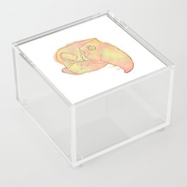 Watercolour Macaw Skull Acrylic Box