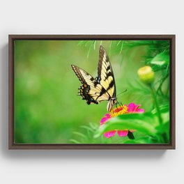 Eastern Tiger Swallowtail Butterfly  Framed Canvas