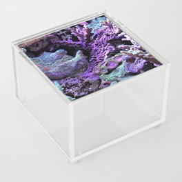 angelfish Acrylic Box