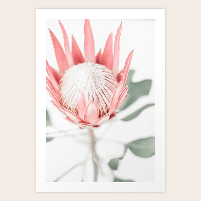 King Protea Iii Art Print By Ingz Society6 Framed prints will be protected with layers of cardboard and bubblewrap. king protea iii art print by ingz