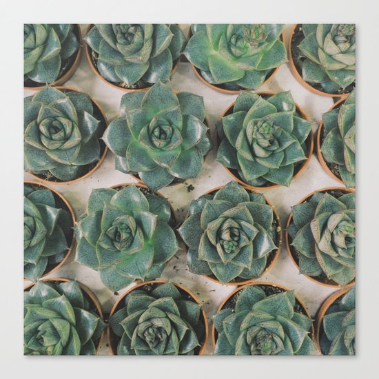 Succulent Collection Canvas Print