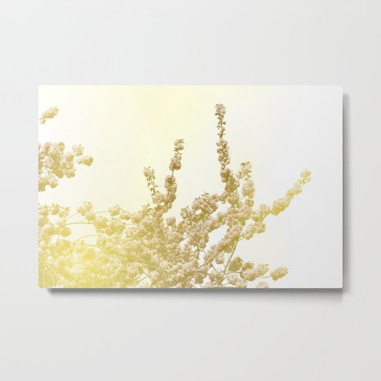 Sunlit Cherry Blossoms - Dreamy Floral Photography - Flower Art Prints, Apparel, Accessories... Metal Print