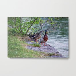 Ducks in Love Metal Print