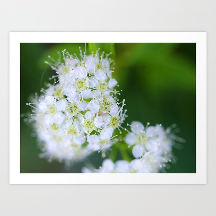 Bunches of White Art Print