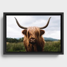 Scottish Highland Cattle Portrait Framed Canvas