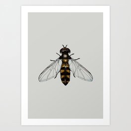 Hover fly Art Print