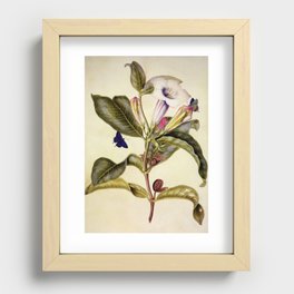  Sacred datura and blue butterfly Recessed Framed Print