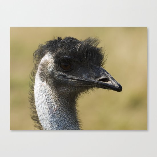 Emu with a bad hair day Canvas Print