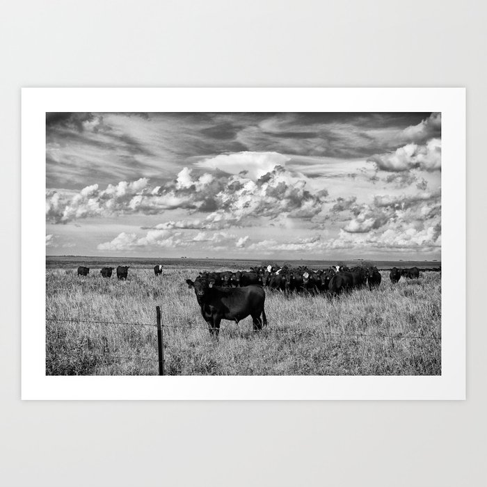 Prairie Cattle II Art Print